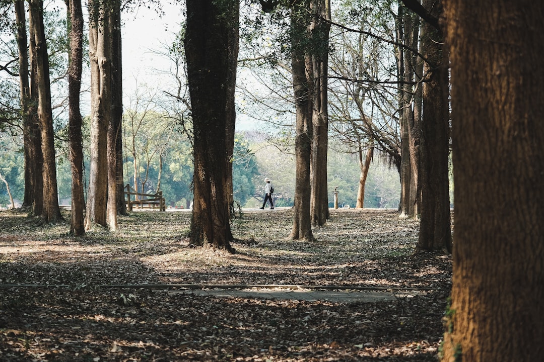 a man walking through a forest with lots of trees